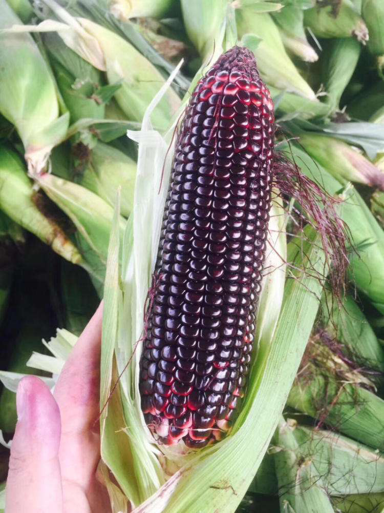厂家批发散装黑玉米种子高产抗病四季种植黑珍珠水果甜糯玉米种籽