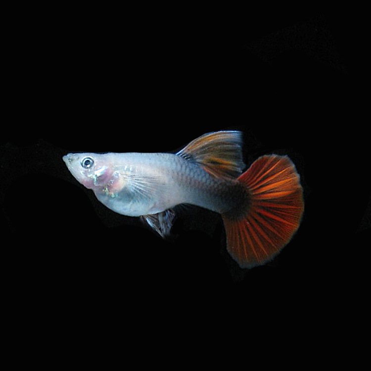 水族孔雀鱼活体热带观赏淡水凤尾鱼纯系大背褶扇特卖草缸群游批发