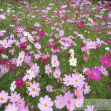 播种波斯菊种子混色格桑花种子 阳台庭院绿植盆栽花卉菊花