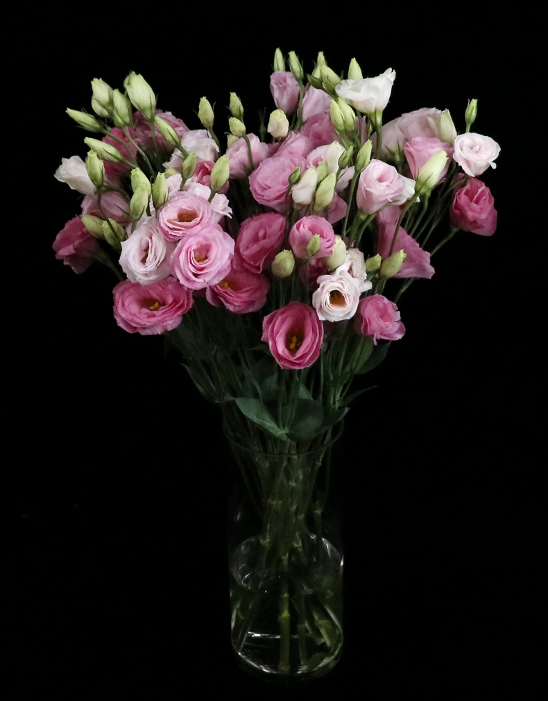 【洋桔梗】花期长耐养耐看 云南昆明鲜切花基地直发批发龙胆花