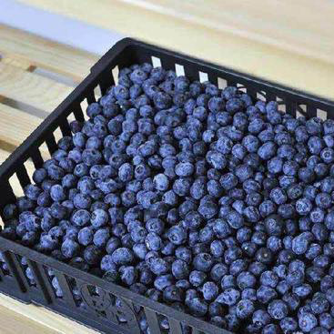 批发速冻蓝莓|冷冻蓝莓|美味可口|厂家供应|餐饮直供|欢迎订购