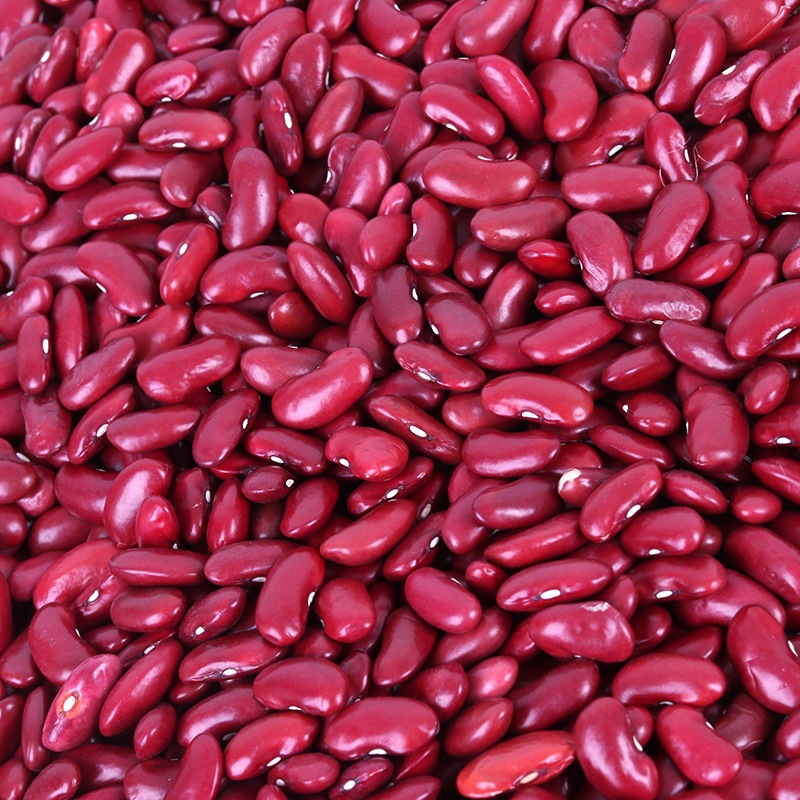 大粒英国红红芸豆 食用农家红芸豆 英国红全红肾形花豆现货批发