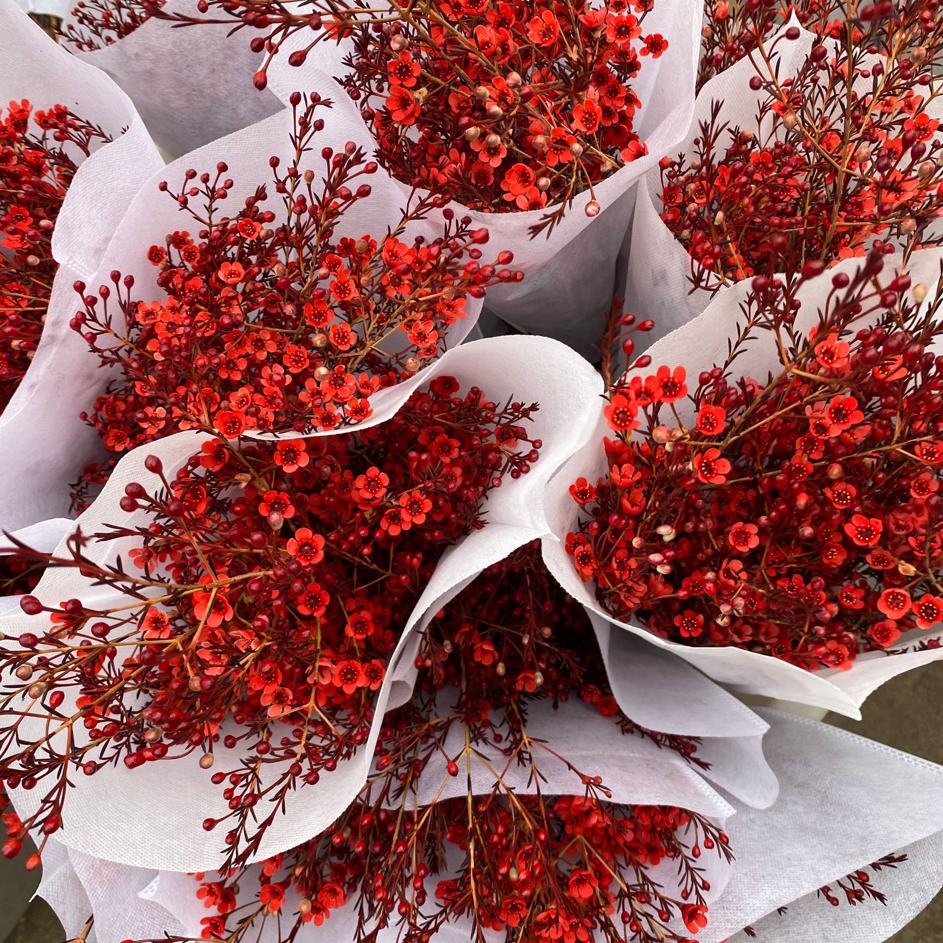 腊梅鲜花 云南昆明基地直发澳洲腊梅斗南花市花店婚庆用花批发