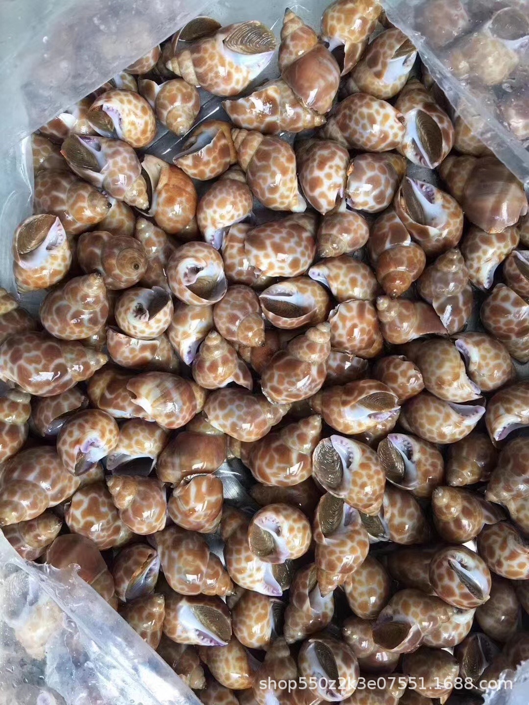 冷冻印度花螺 巴基斯坦花螺 海捕花螺 海螺东风螺 冷冻花螺 50/80