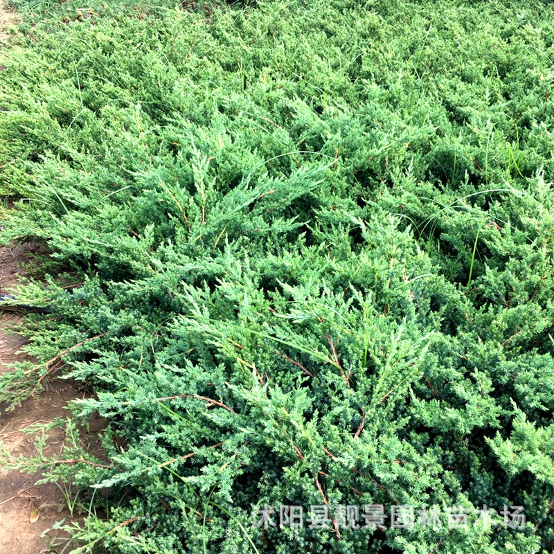 工程绿化苗木爬地松供应铺地柏匍匐松铺地柏湿地绿化带土发货