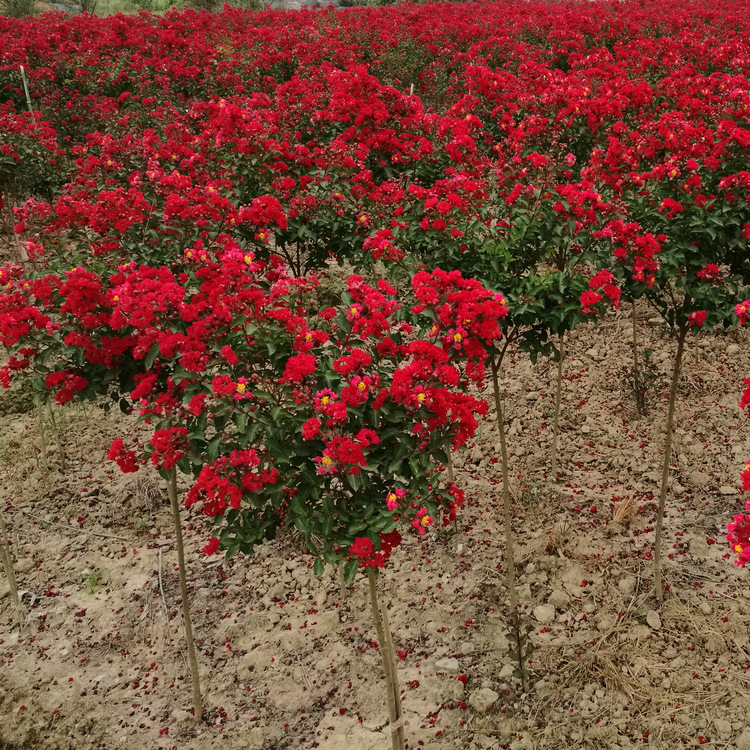 苗圃直销观花苗木国旗红美国紫薇红火球红火箭三年苗花期长花量大