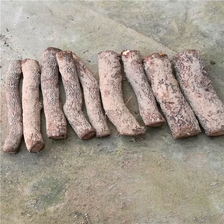 批发泡桐根泡桐树苗速生泡桐农场基地货源苗现挖