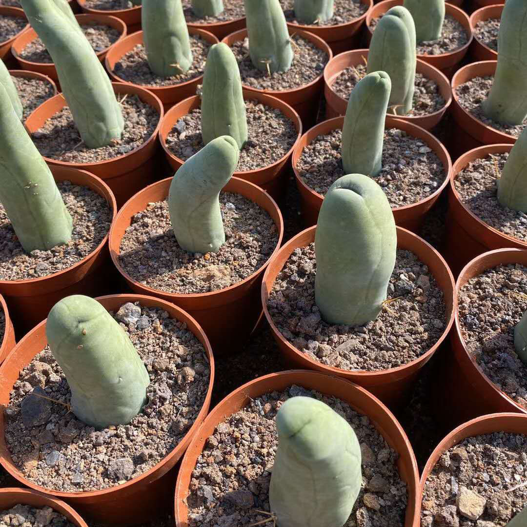 【基地直供】 多肉植物 稀有邪恶仙人柱仙人球绿植盆栽 成程柱