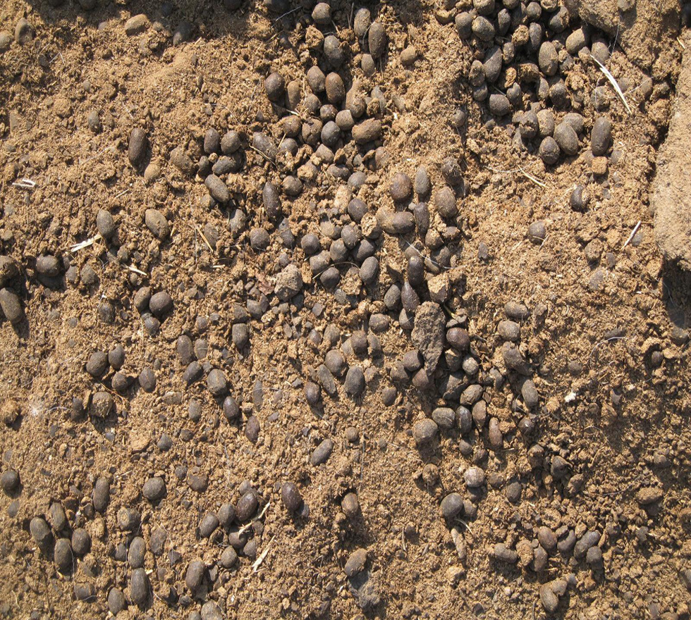 内蒙古风干羊粪 扫圈发酵干羊粪 生物羊粪发酵有机肥厂
