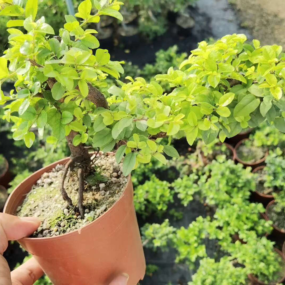 基地直供造型盆景室外盆栽绿植居家花卉140悬崖雀梅