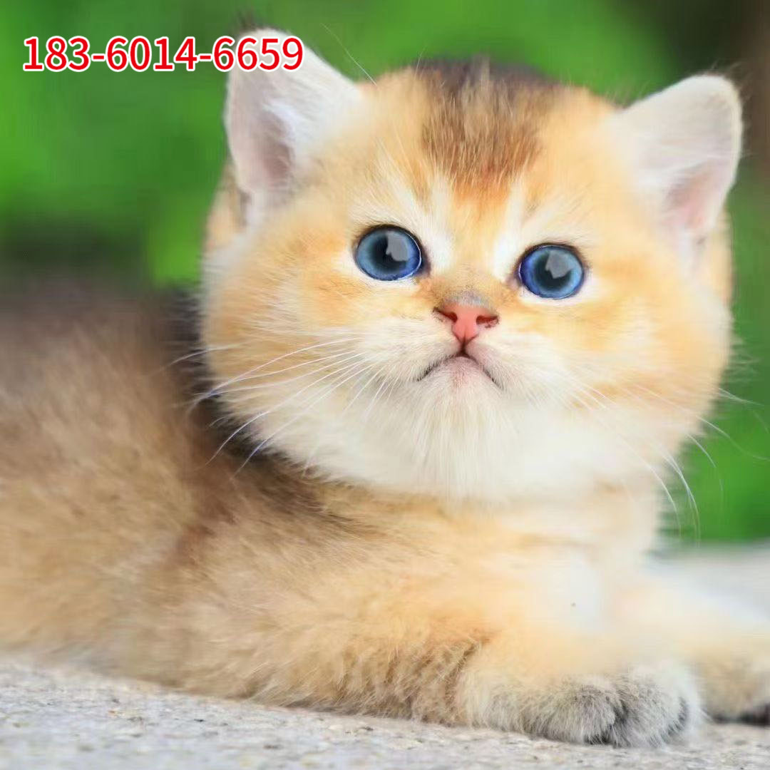 金渐层猫幼猫活体出售渐层豹猫矮脚蓝猫加菲猫美短猫猫定金价