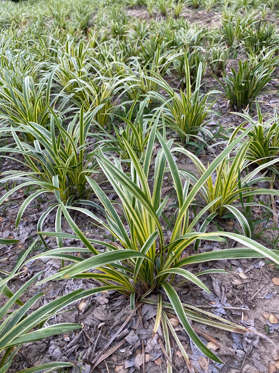 矮麦冬草玉龙草庭院别墅绿化地被植物日本草金边麦冬