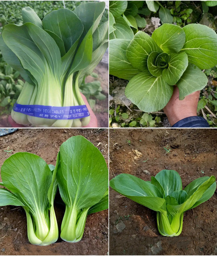 油菜种子油菜籽小白菜种子蔬菜种子小青菜种子菜种子菜籽种子批发