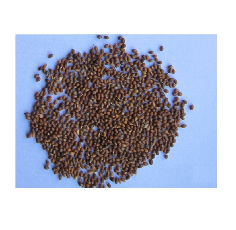 紫花地丁种子源头批发 多年生花籽野堇菜四季易活地被覆绿耐寒阴