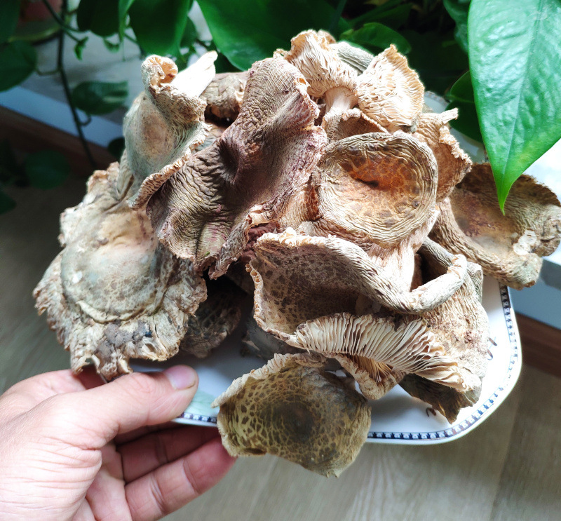 云南土特产小青头菌干货 蘑菇 菌杂菇子干菌子 今年新货