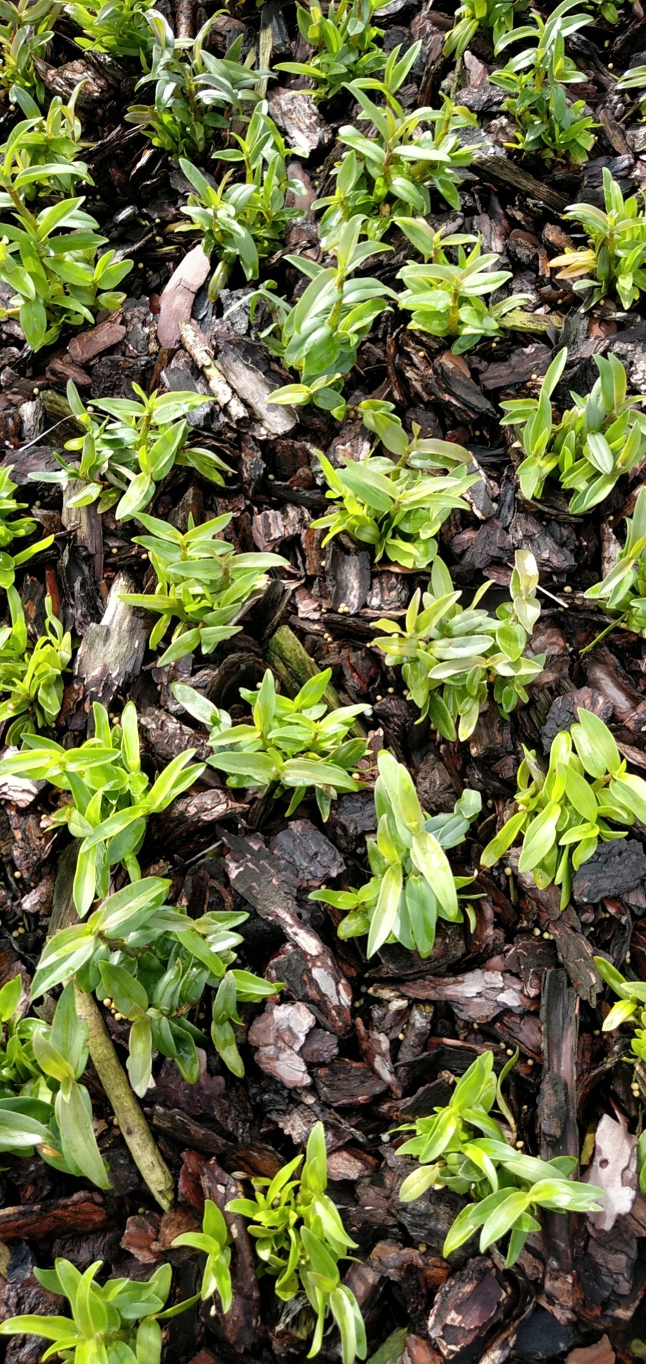 供应批发中药材种苗铁皮石斛一年苗种植基地直发