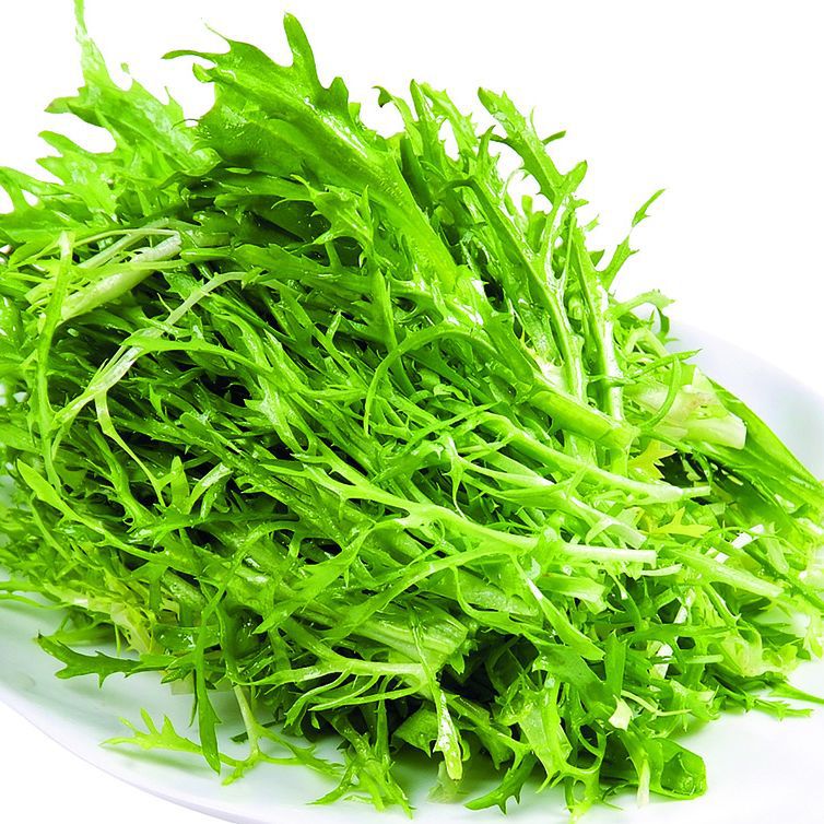 四季苦菊种子苗花叶苦菊菜籽种 苦苣菜种籽秋季盆栽蔬菜种籽孑莱