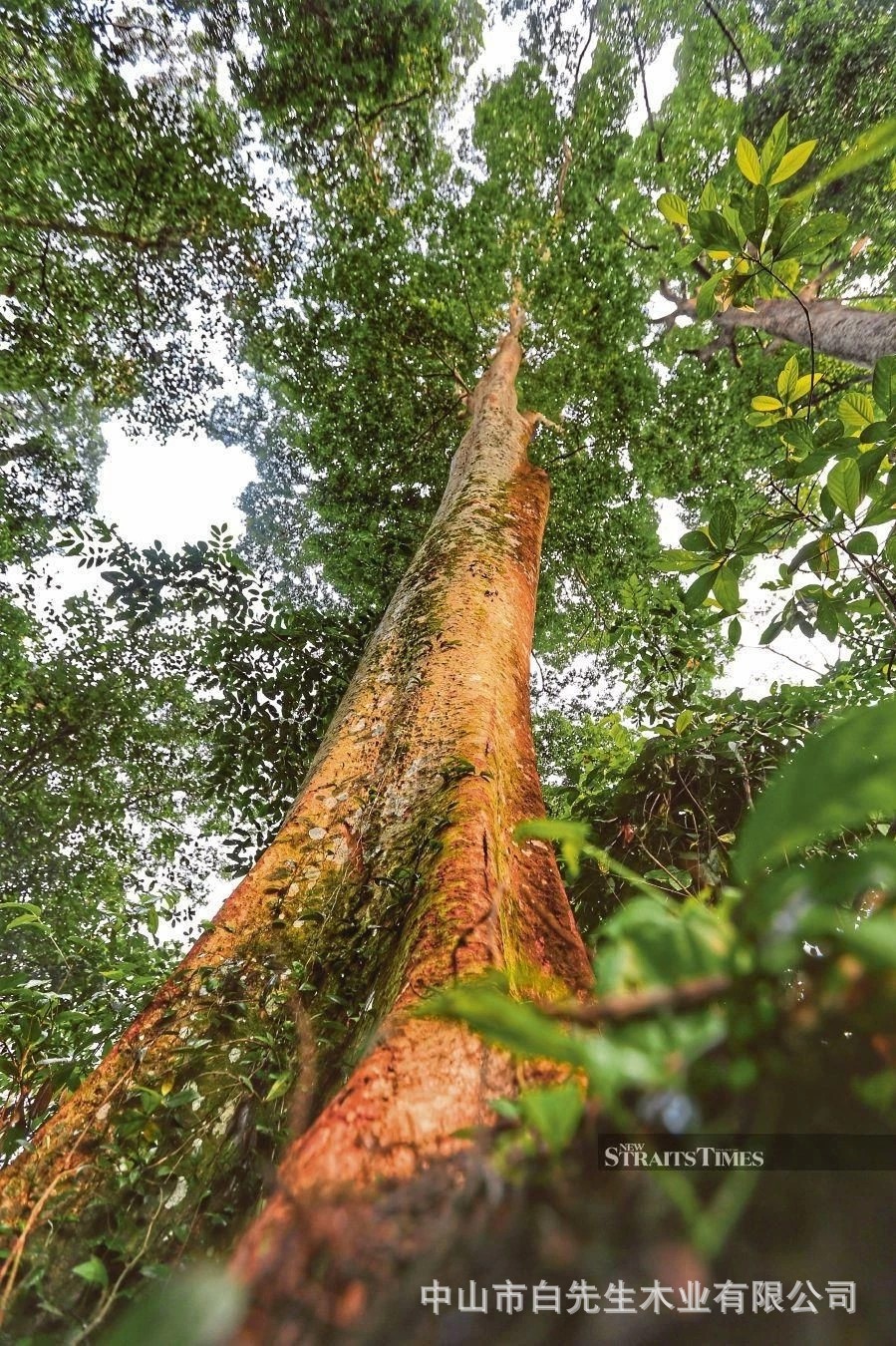 中山厂家直供 印茄木菠萝格原木色天花墙板黑金银隔条实木地板