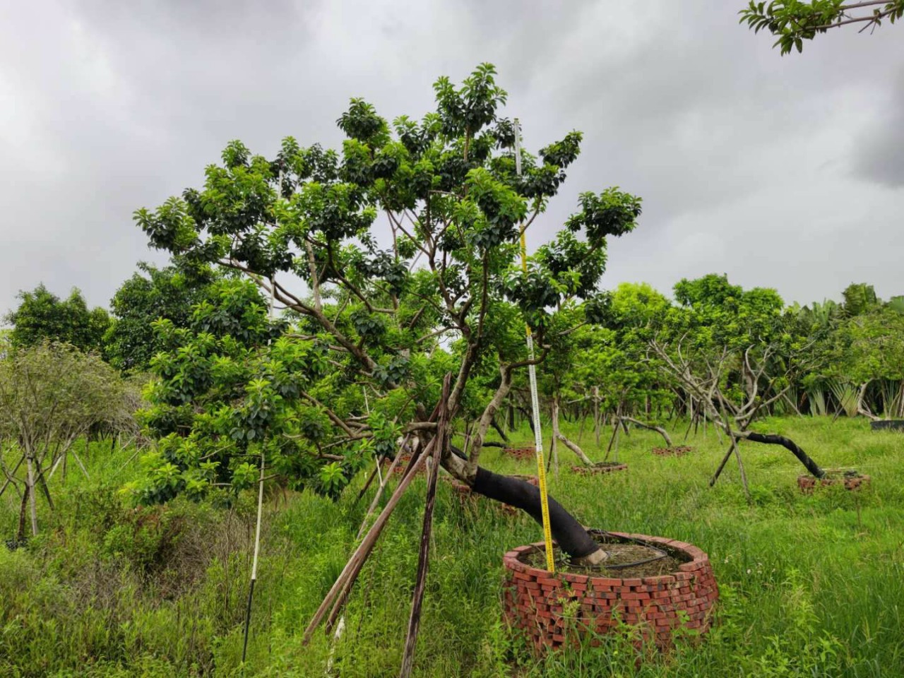 2010基地供应斜飘铁冬青红果冬青1820cm假植苗庭院树公园