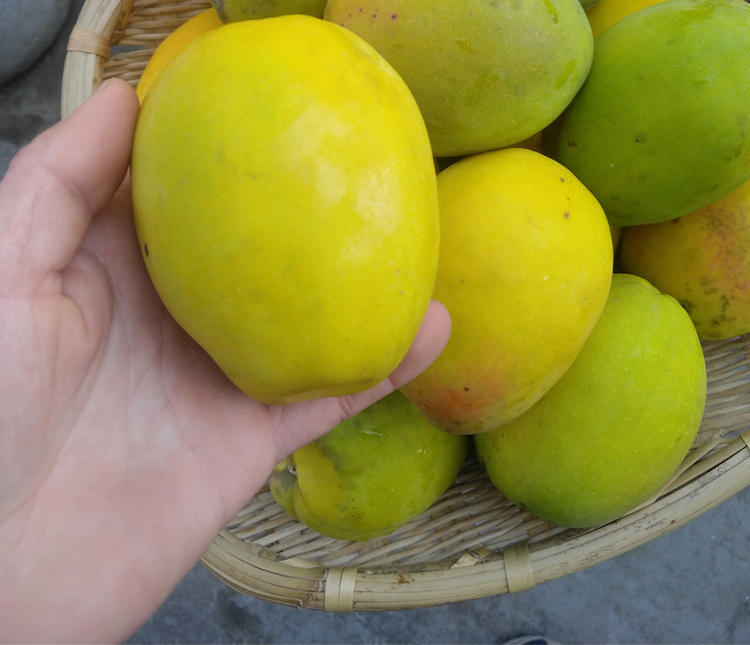 5斤包邮 云南临沧酸木瓜大山红花木瓜酸脆老木瓜水果炖鸡泡酒包邮