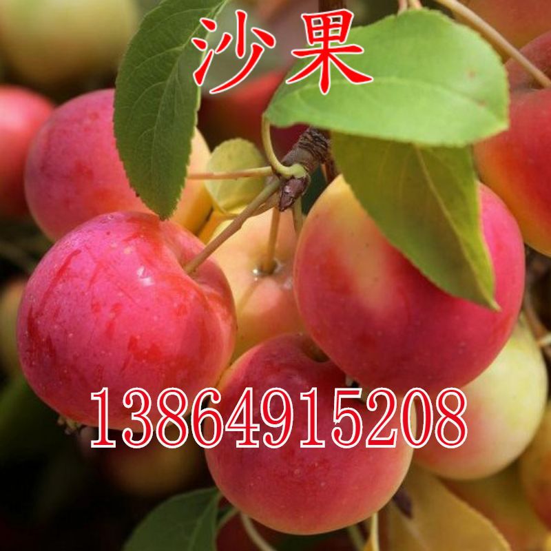 沙果树苗小苹果 花红果树苗 糖心沙果苗盆栽地栽南方北方种植果树