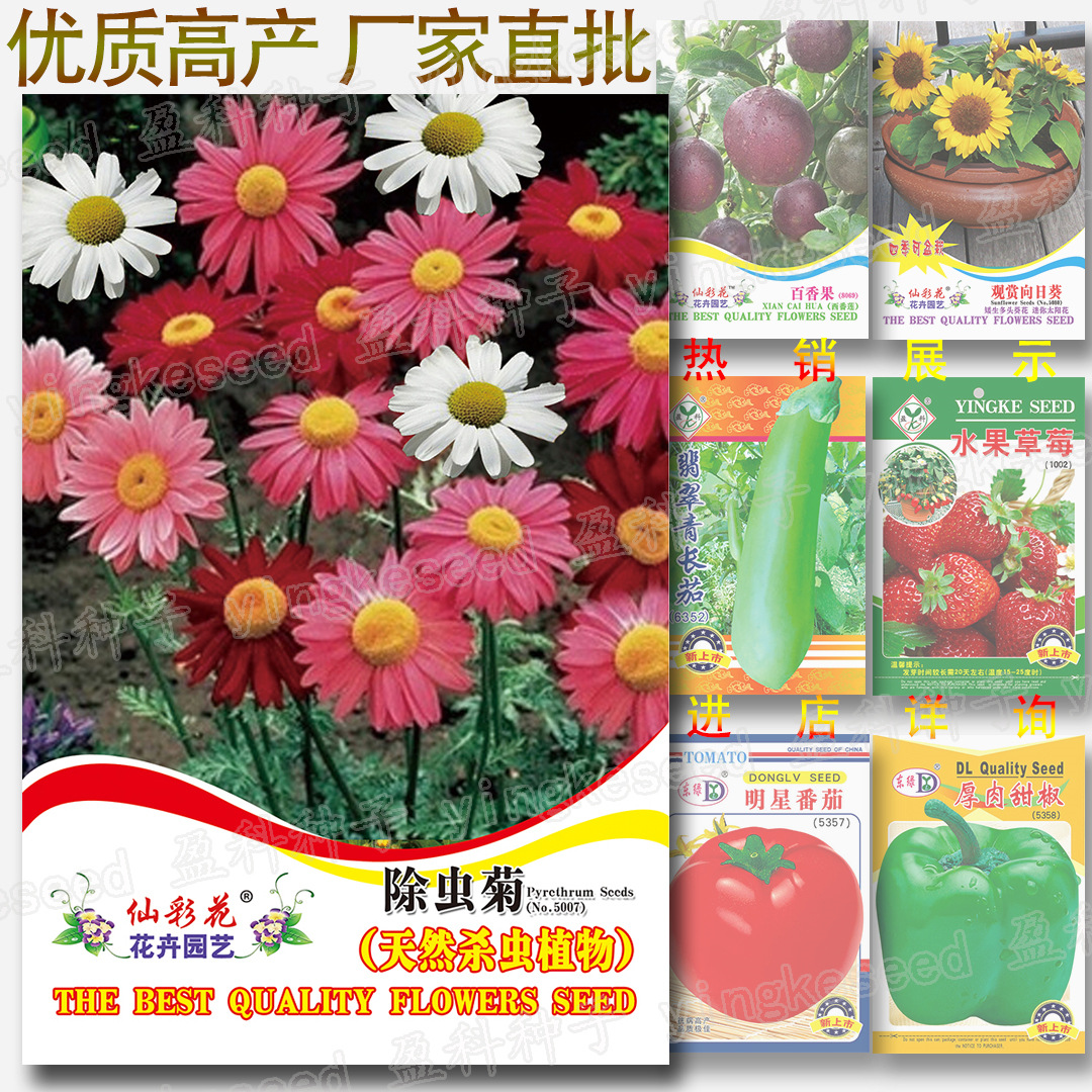 约100粒除虫菊花种子 功能性花卉种子杀虫剂原材料驱蚊草种籽批发