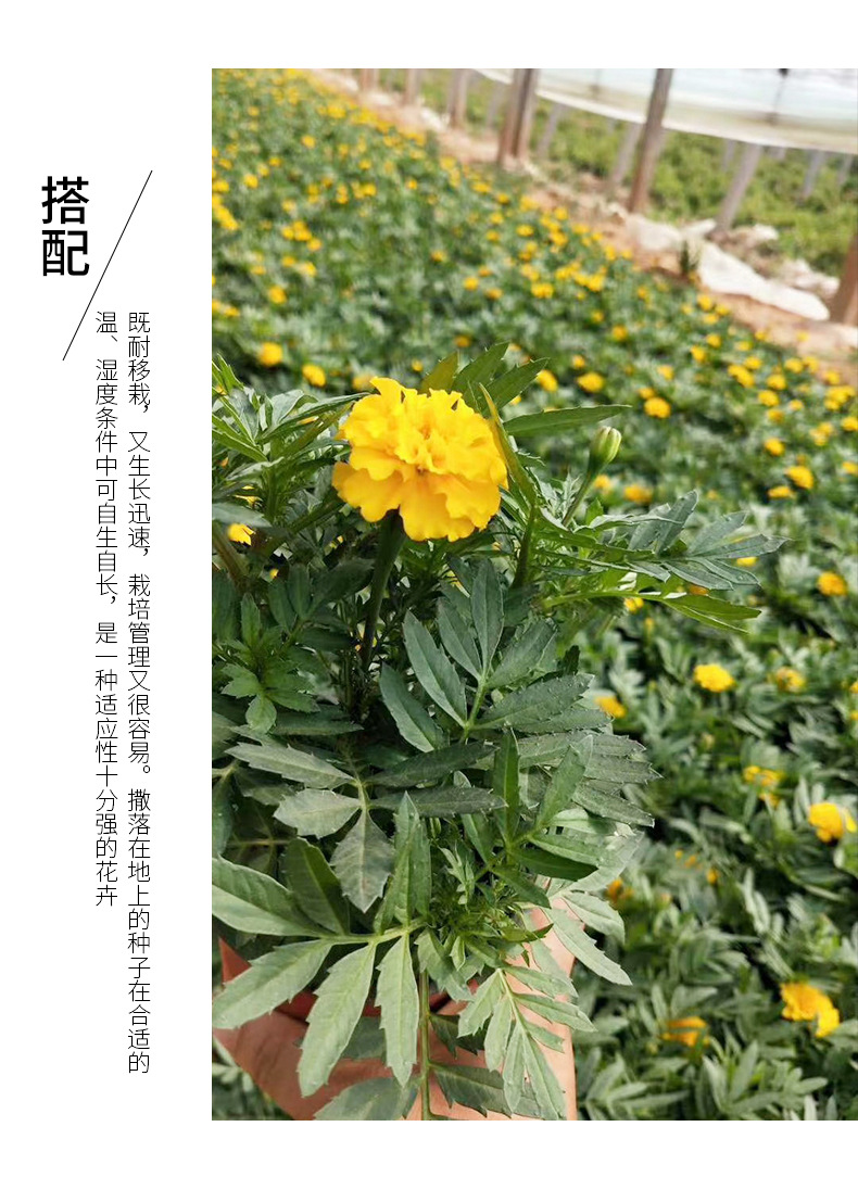 孔雀草时令花卉节假日观赏花卉孔雀草种苗花圃供应优质大花