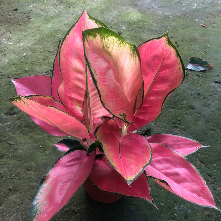 基地直销粗肋草如意皇后贵夫人中国红盆栽年宵花卉红红火火绿植