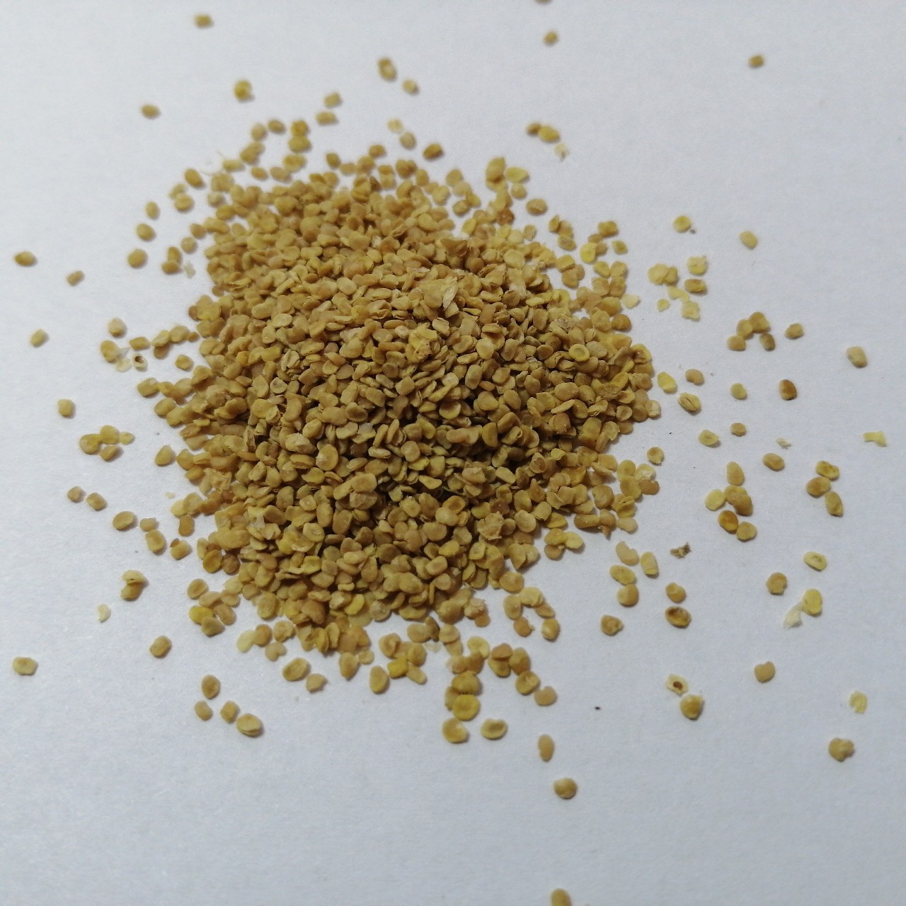 宁夏枸杞种籽中宁枸杞种子非种植枸杞籽工业提取物种子厂家批发