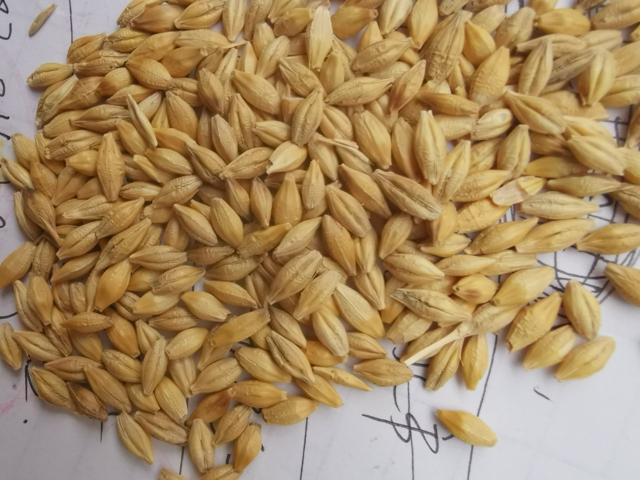 批发大麦种子五谷杂粮种子带壳皮做麦芽糖大麦茶原料种子发芽苗