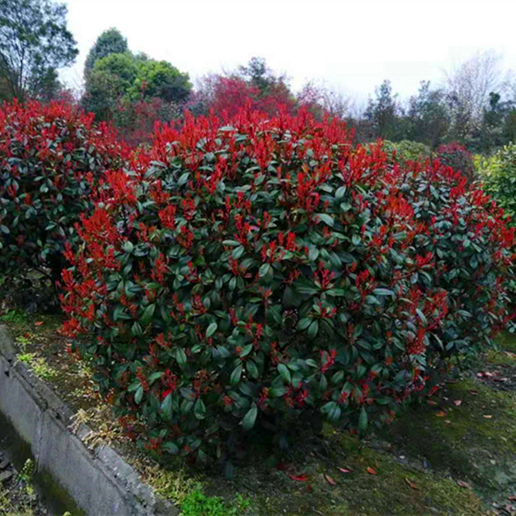 支付方式大量出售各种规格红叶石楠笼子 ,杜鹃笼子  ,   万年青笼子