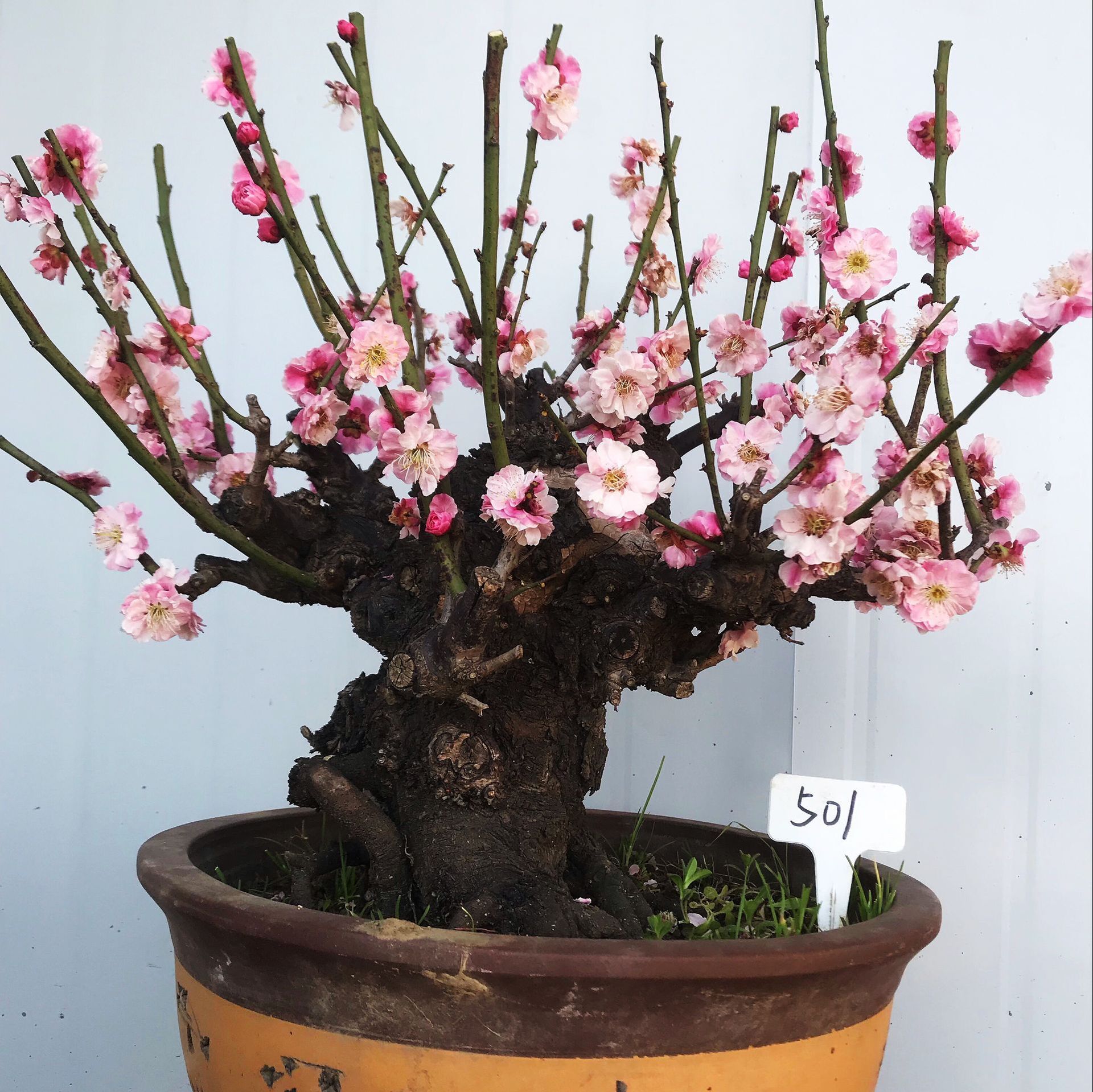 实物梅花盆景 原生宫粉梅 造型树桩室内老桩耐寒盆栽