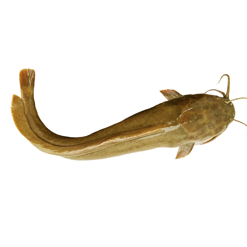 【活体】塘鲺苗 本地塘鲺鱼 胡子鲶鱼苗 塘角鱼苗 量大从优