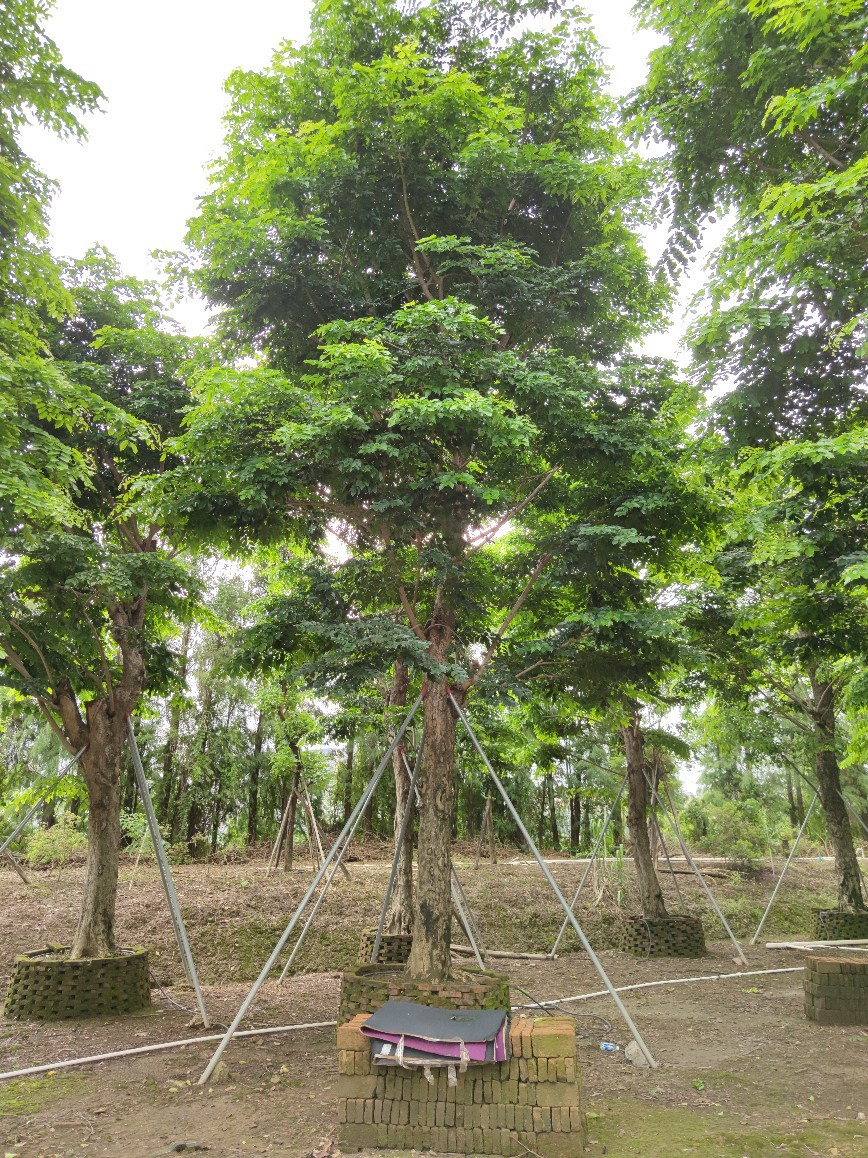 904基地直销 印度紫檀 30-50cm大树假植苗 紫檀木