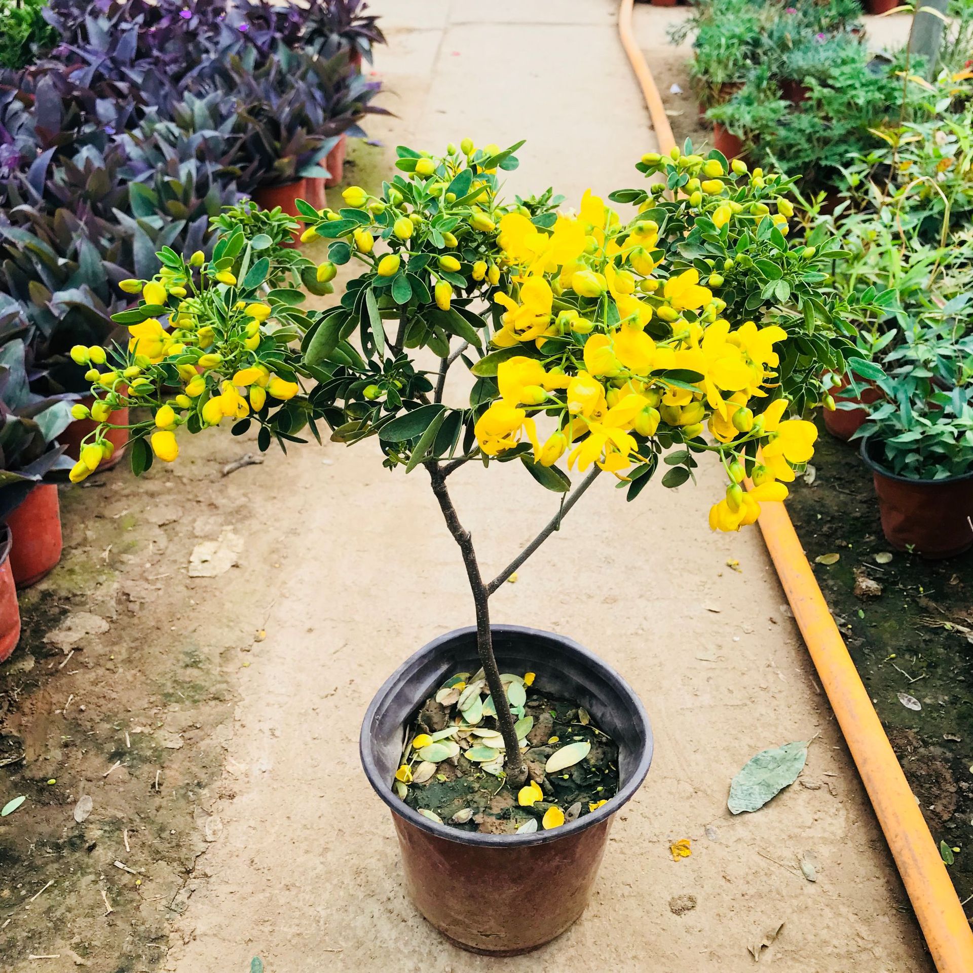 大棚批发绿植花卉小盆栽 黄金梅室内阳台庭院观花绿植