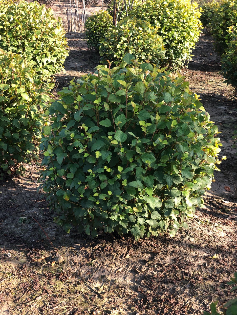 苗农批发金叶风箱果球1-1.5米冠幅 金叶风箱果基地小苗批发