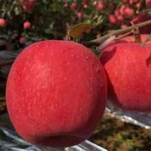 烟台红富士苹果5斤整箱条纹片红苹果脆甜现摘应季水果批发代发