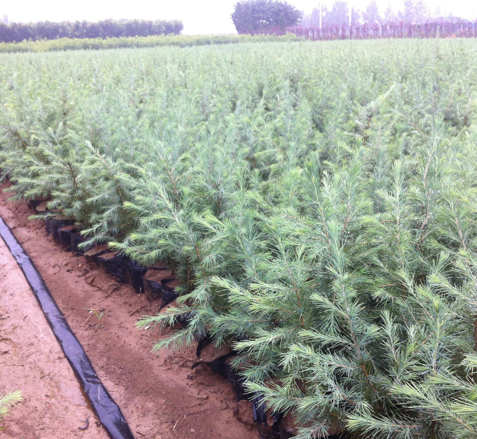 批发树苗雪松小苗绿化行道风景树苗苗木工程苗公园小区绿化庭院