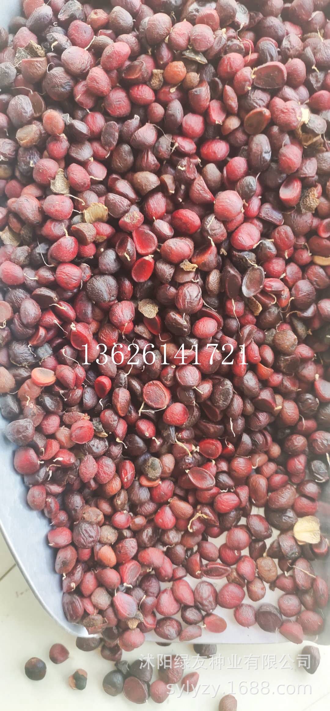 批发二乔玉兰种子 紫红 白玉兰新种子 观赏行道树 落叶大乔木