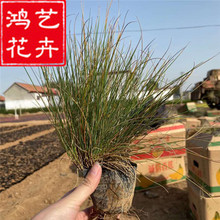 宿根蓝色蓝羊茅营养钵出售 花镜绿化蓝羊茅 青州绿化草花蓝羊茅苗