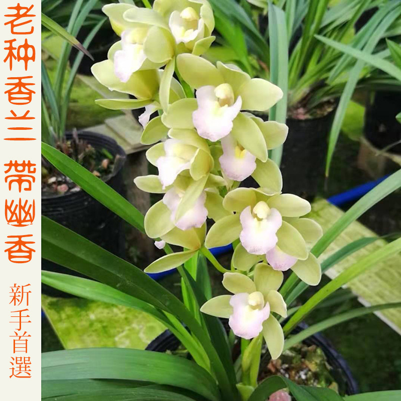 c兰花批发 苗建兰香兰清香四季兰盆栽室内花卉好养绿植物四季常青