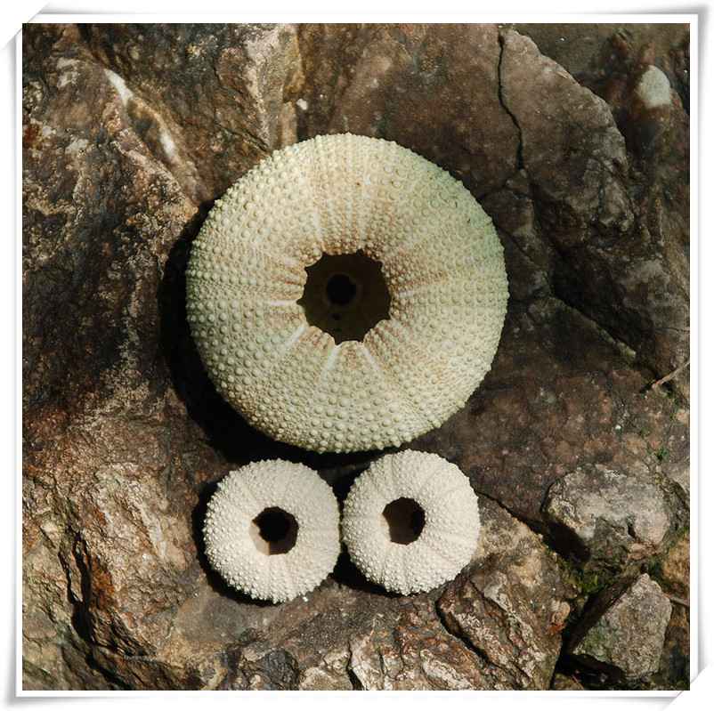 天然青绿色 海胆4-5cm左右绿色海胆海螺贝壳地台家居装饰爱情礼物