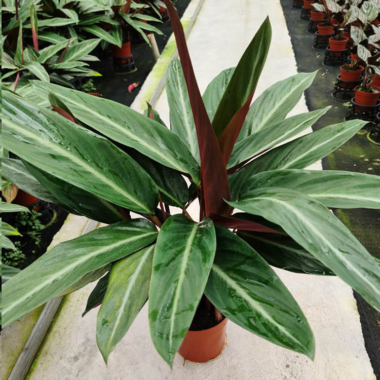 基地直销卧花竹芋盆栽室内外观叶植物去甲醛净化空气绿植四季常青