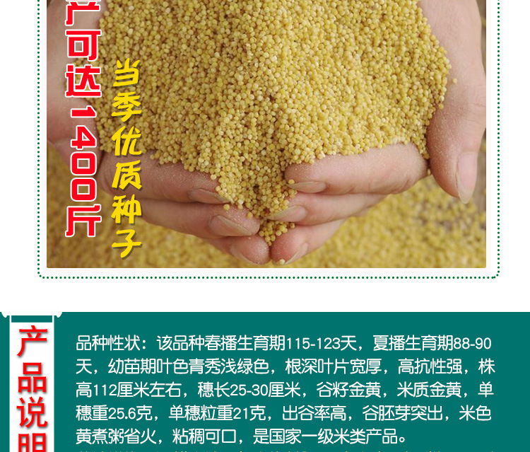 吨谷7号谷子籽 农田菜园黄米黄谷粘稠五谷小米种子