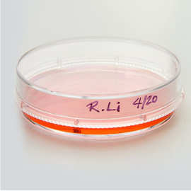 能肯nunc 150462 60mm 细胞 培养皿 一次性 带盖 透气 赛默飞