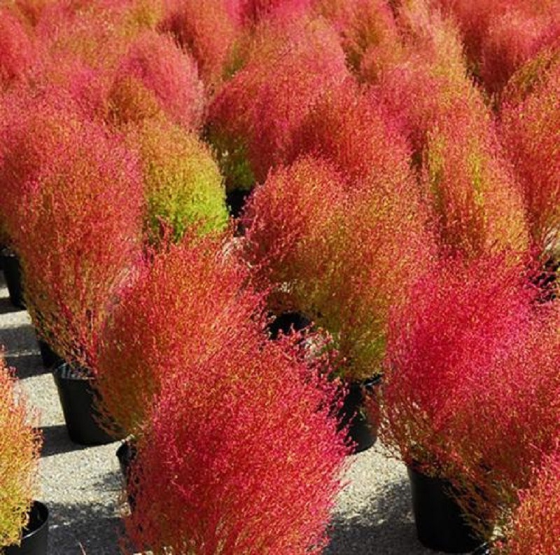 绿地肤种子批发红地肤林木苗圃场园林绿化景观植物扫帚草红叶绿叶