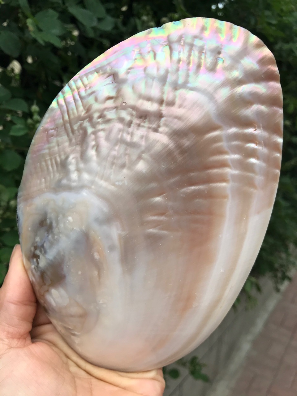 16-18厘米炫彩光泽珍珠蚌壳 天然贝壳 贝壳餐盘 豆皮刮板