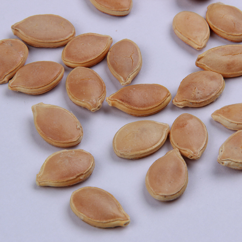 绿板栗南瓜种子批发 家庭菜园盆栽蔬菜 易种植迷你高产小南瓜种籽