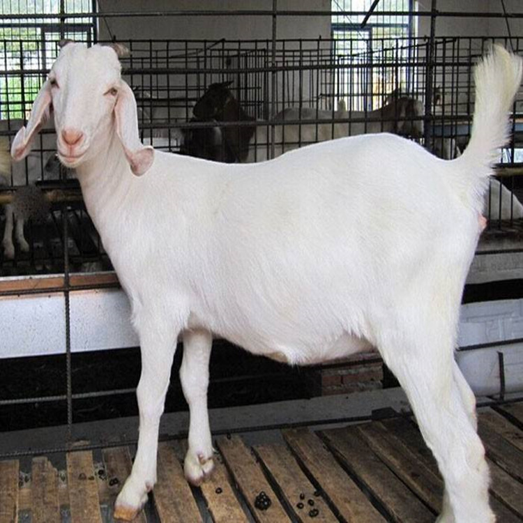 山东哪些地方有白山羊养殖基地 种公羊怎么卖的