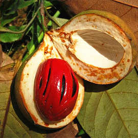 (精油)肉豆蔻 myristica fragrans  量大从优!